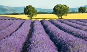Provence – poznávací zájezd do jižní Francie, příroda a památky v kraji levandule