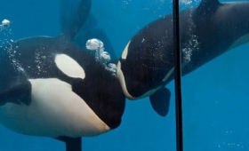 Marineland & Azurové pobřeží, La Residence 2*