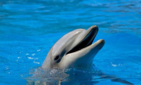 FRANCÚZSKA RIVIÉRA A MARINELAND